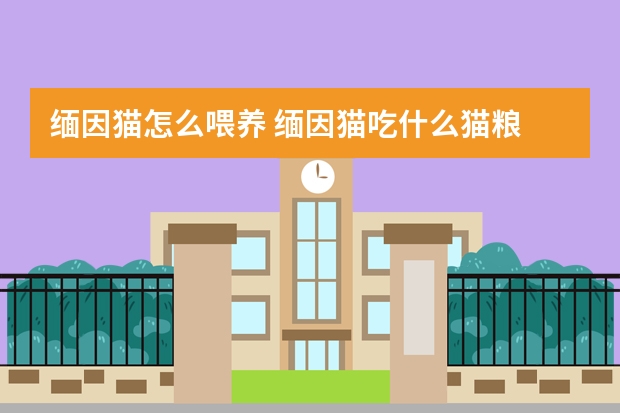 缅因猫怎么喂养 缅因猫吃什么猫粮